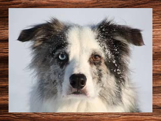 luv340 Mellow Collie